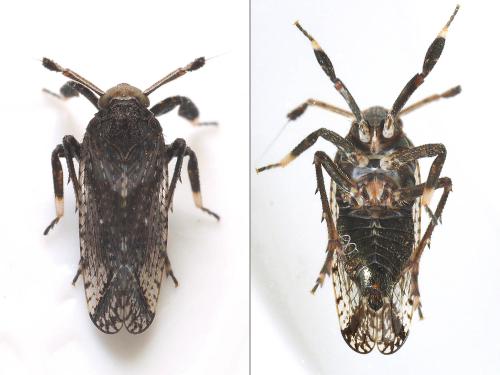 Asiraca clavicornis